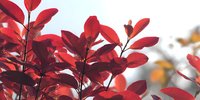 Vibrant red leaves of autumn foliage against soft blurred background, creating seasonal contrast and depth for nature photography.