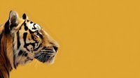 Majestic tiger head in profile against vibrant yellow background with copy space for wildlife conservation and nature photography projects.