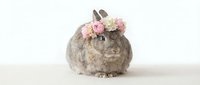 Adorable gray chinchilla wearing pink rose flower crown sitting on white background, cute pet portrait for greeting cards and decorations.