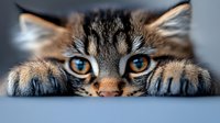 Adorable tabby kitten with striking blue eyes lying down with paws stretched forward, perfect for pet care marketing and animal lover designs.