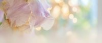 Soft pink flower petals with dreamy bokeh background creating ethereal spring atmosphere for romantic designs and feminine branding projects.