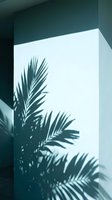 Tropical palm leaf shadow cast on white wall creating natural light patterns for interior design and home decor projects.