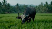 Asian water buffalo grazing in lush green rice paddy field surrounded by palm trees, capturing rural agricultural life in Southeast Asia during monsoon season.
