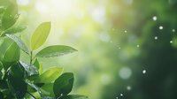 Fresh green leaves with morning dew drops against blurred natural background. Sunlight streaming through foliage creates magical bokeh effect and natural lens flare.