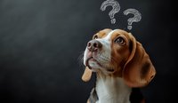 Curious Beagle puppy looking up with question marks above head against dark background, expressing confusion and wonder. For pet-related content and animal behavior concepts.