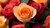 Vibrant peach and red roses in romantic bouquet arrangement with soft focus background, showcasing delicate petals and natural floral beauty for wedding and celebration designs.