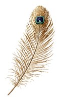 Golden peacock feather with vibrant blue-green eye spot isolated on white background, perfect for luxury design projects and spiritual symbolism.