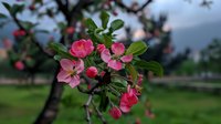 Pink apple blossoms on flowering tree branch in spring garden with green grass and blurred background for nature design projects.