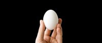 Hand holding white egg isolated on transparent background, ready for clipart, t-shirt design, stickers, print-on-demand products and sublimation projects.