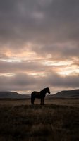 Silhouetted horse standing in vast open grassland under dramatic cloudy sky with golden light breaking through clouds at dusk or dawn.