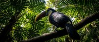 Large toucan bird perched on tropical rainforest branch surrounded by lush green palm fronds and dense jungle vegetation in natural habitat.