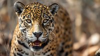 Close-up portrait of jaguar with intense gaze and spotted coat in natural habitat, showcasing wildlife conservation and endangered species awareness.