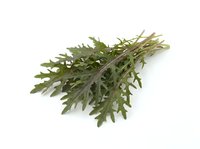 Dried oak leaf bunch isolated on white background, suitable for herbal, botanical, and natural design projects.