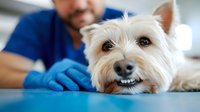 West Highland White Terrier at veterinary clinic during medical examination. Close up portrait of cute westie dog with veterinarian in blue uniform.