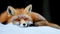 Sleepy red fox resting on fresh snow with closed eyes, displaying peaceful expression and fluffy winter coat against dark background.