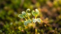 Young seedling sprouts with water droplets on delicate green leaves against blurred natural background, representing growth, renewal, and early stage plant development.