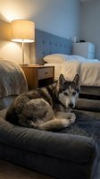 Siberian husky dog with blue eyes resting on a cozy sofa in a modern bedroom with warm lamp light and a bed in the background.