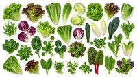 Fresh organic leafy greens and vegetables collection isolated on white background including lettuce, cabbage, spinach, kale and herbs for healthy cooking.