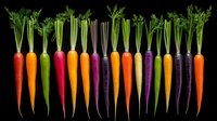Fresh organic rainbow carrots in vibrant colors of orange, purple, yellow, and red arranged in row on black background, showing diversity in natural produce.