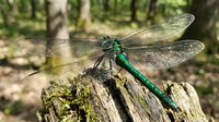 Green dragonfly with transparent wings perched on weathered wooden log in natural forest environment for nature photography and wildlife documentation.