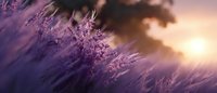 Purple lavender flowers swaying in wind against dramatic sunset sky with golden sun and bokeh effect, creating dreamy atmospheric nature background.