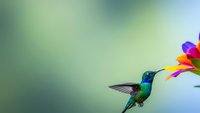 Vibrant hummingbird with iridescent green feathers hovering near colorful flower against soft blurred background for nature and wildlife designs.
