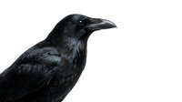 Black raven bird portrait isolated on white background with detailed feathers and beak for wildlife design projects and nature illustrations.
