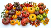 Colorful heirloom tomatoes in various sizes and shades including red, yellow, orange, and purple varieties with green stems arranged on white background for culinary and agricultural use.