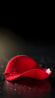 Red rose petal with water droplets on dark reflective surface with dramatic lighting and bokeh effects for romantic designs.