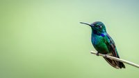 Small green and blue hummingbird perched on thin branch against soft blurred background, tropical bird wildlife nature photography for ornithology projects.