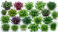 Fresh microgreens collection featuring various sprouts and baby greens including purple radish, pea shoots, and herbs isolated on white background for healthy eating concepts.