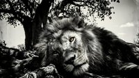 Majestic male lion resting on rocky outcrop under tree canopy in dramatic black and white wildlife photography showcasing natural habitat and regal presence.