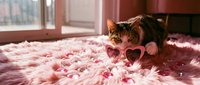Adorable tabby kitten wearing pink heart-shaped sunglasses lying on fluffy pink blanket in sunny room with warm natural lighting for pet lifestyle content.