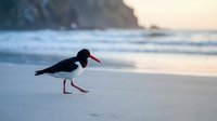 Oystercatcher bird walking on sandy beach at sunset with ocean waves and golden light reflecting on wet sand creating peaceful coastal wildlife scene.