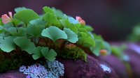 Vibrant green shamrock plants growing on moss-covered rock with delicate pink flowers, creating a miniature natural landscape for garden inspiration.