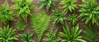 Overhead view of assorted green ferns and tropical foliage arranged on rustic wooden surface, ideal for botanical, nature, and garden design projects.