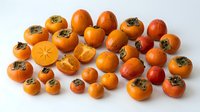 Fresh ripe persimmons scattered on white background, whole and sliced fruits showing orange flesh and seeds, healthy organic produce for cooking.
