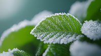Delicate frost crystals form along edges of green leaf creating natural winter pattern. Macro photography captures intricate ice formation in morning frost.