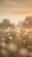 Misty meadow with dandelion seedheads backlit by soft morning sunlight, creating a dreamy, ethereal atmosphere. Ideal for nature, wellness, and inspirational projects.