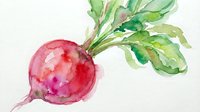 Watercolor painting of a vibrant red radish with fresh green leaves and roots, rendered in soft washes of pink and crimson tones on white background for culinary and botanical illustrations.
