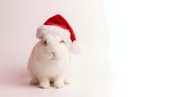 White guinea pig wearing red Santa hat sitting on light background for Christmas holiday greeting cards and seasonal pet photography.
