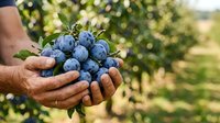 Farmer holding fresh blueberries in hands at harvest time in sunny orchard garden. Use for agriculture, farming, food production, organic produce marketing.