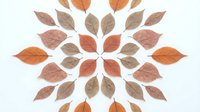 Autumn leaves arranged in circular mandala pattern on white background, fall foliage design for seasonal decorations and nature-inspired projects.