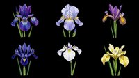 Iris flowers in various colors and styles isolated on transparent background, ready for clipart, t-shirt design, stickers, print-on-demand products and sublimation projects.