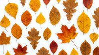 Autumn leaves collection isolated on white background featuring maple, oak and birch foliage in golden yellow, orange and red colors for seasonal design.