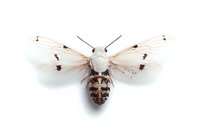 White moth with spotted brown body and translucent wings isolated on pure white background, viewed from above. Detailed macro photography shows delicate wing texture.