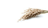 Fresh rice plant ears with ripe grains isolated on white background, natural agricultural harvest concept for food production and farming.