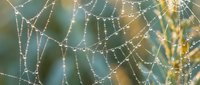 Intricate spider web covered in morning dew drops creating sparkling water beads against soft blurred natural background in golden sunlight.