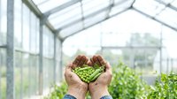 Fresh green peas held in cupped hands inside a bright greenhouse with growing plants and natural light, representing organic farming, sustainable agriculture, and harvest.