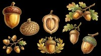 Acorn and oak leaf botanical illustrations isolated on transparent background. Ready for clipart, t-shirt design, stickers, print-on-demand products, and sublimation projects.